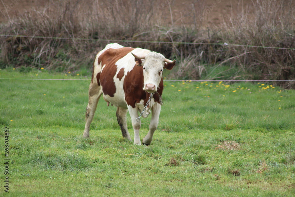 Vache montbéliarde dans son pré - vache laitière et à viande marron et blanc Vache montbéliarde dans son pré - vache laitière et à viande marron et blanc