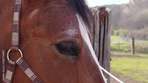 Close-up of brown horse tossing its head and looking away to greens from fence. Brown horse eye with eyelashes near fence. Horse head with halter at country meadow. Young horse looking on farm at day