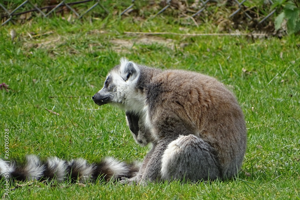 Fototapeta premium Ring tailed lemurs at the zoo