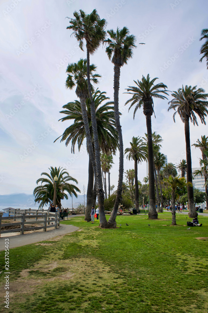 LOS ANGELES, USA - MAY 21, 2018: Palms and the pier at Santa monica beach in LA. Palms and the pier at Santa monica beach in Los Angeles