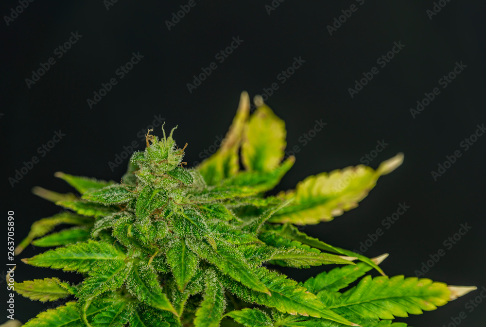 Afghan kush special variety of marijuana flower with black background Afghan kush special variety of marijuana flower with black background