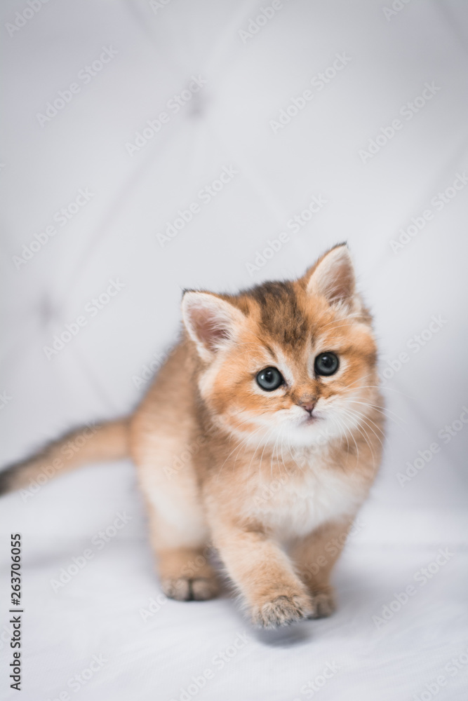 kitten scottish british cat burma munchkin animals kitten scottish british cat burma munchkin animals