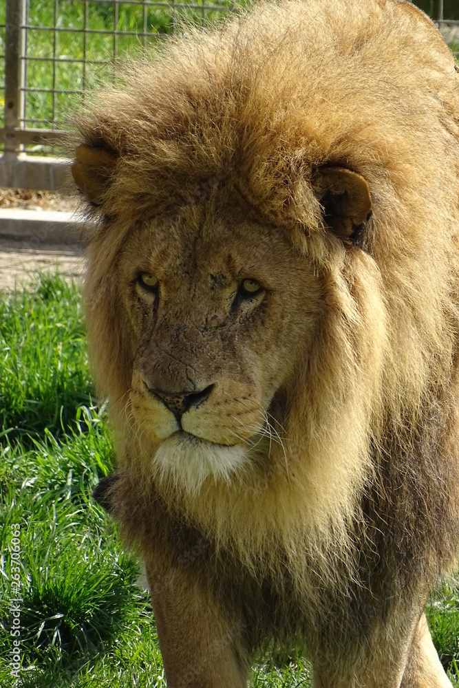 Fototapeta premium Male lions at the zoo