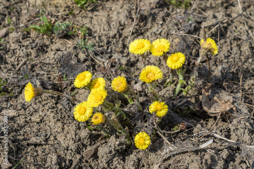 Flowers mother-and-stepmother in early spring in the fields