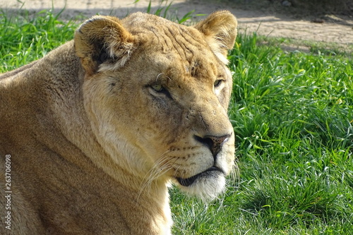 Lions at the zoo