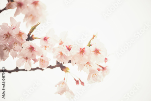 cherry blossom or sakura isolated on white