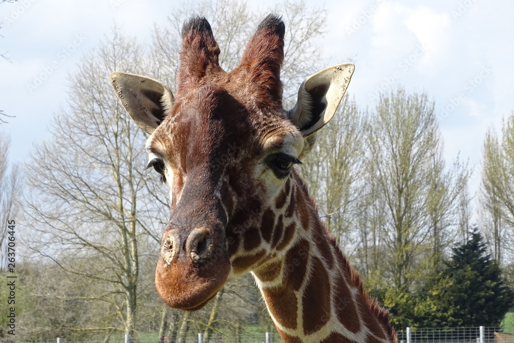 Fototapeta premium Giraffes at the zoo