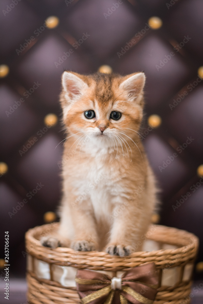 Fototapeta premium kitten scottish british cat burma munchkin animals