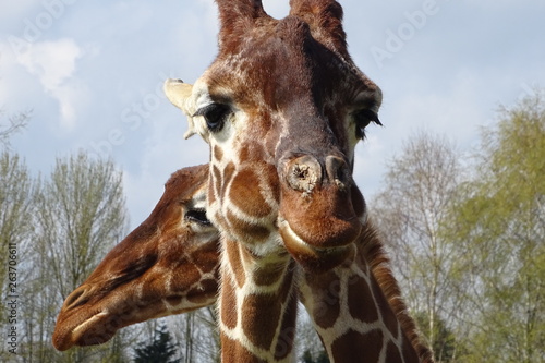 Canvas Print Giraffes at the zoo