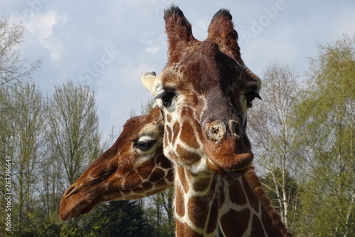 Canvas Print Giraffes at the zoo
