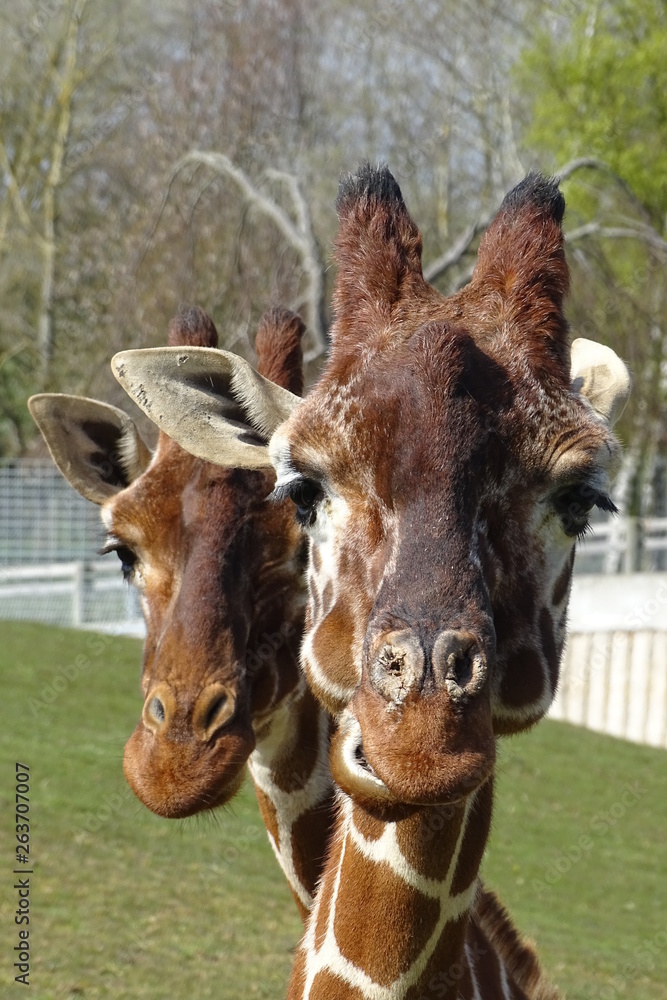 Fototapeta premium Giraffes at the zoo