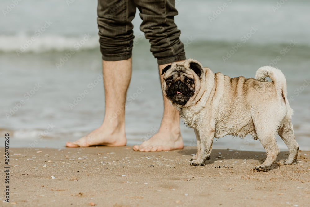 Pug dog at the beach by the sea