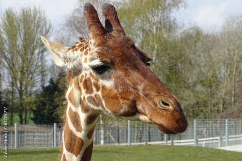 Sticker Giraffes at the zoo