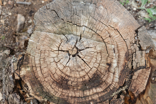 Wood texture. Trunk cut. Natural wood