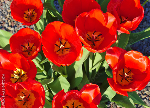 Some red tulips