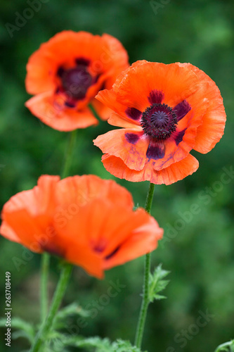 Blooming red poppies in the garden