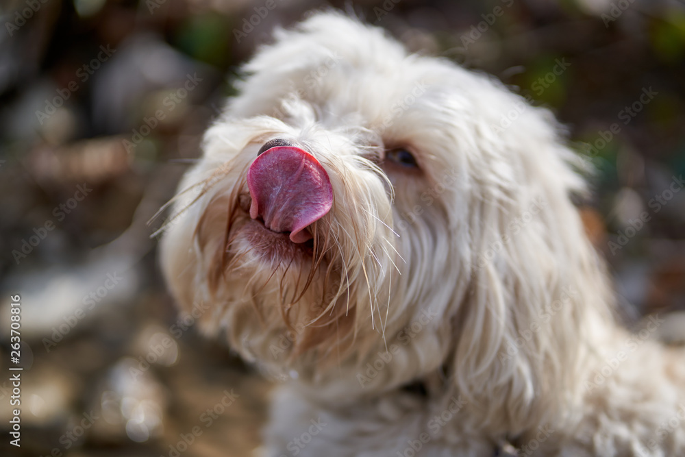 White havanese dog licks his nose with his tongue