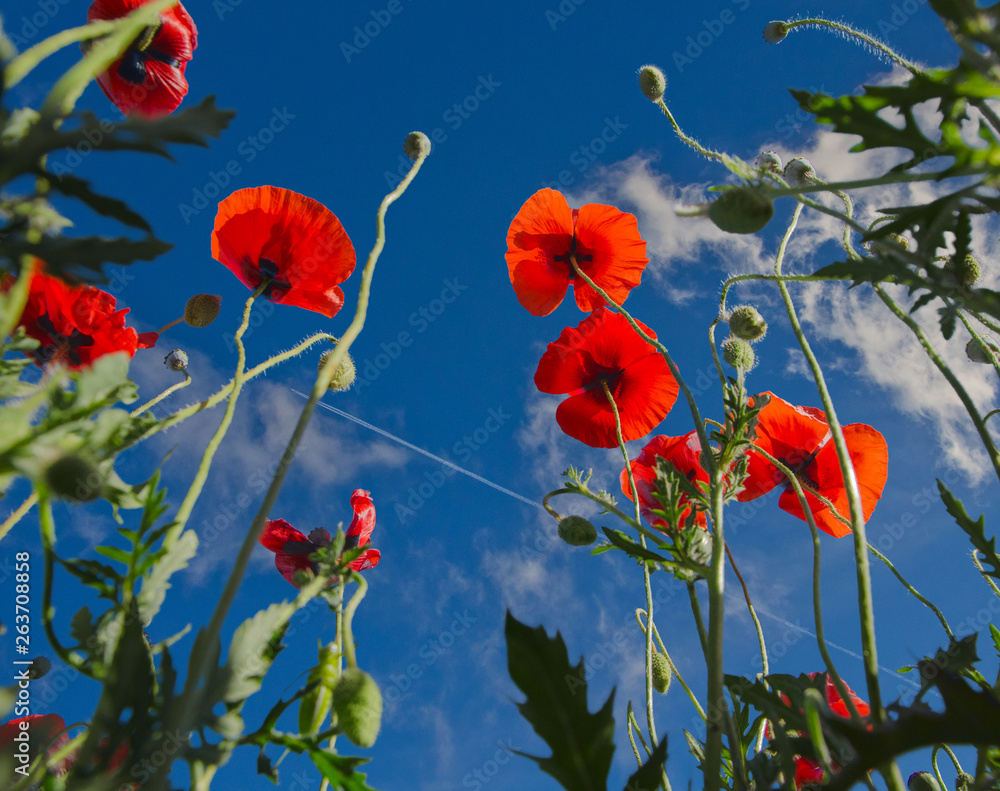 Obraz premium wildflowers bottom view