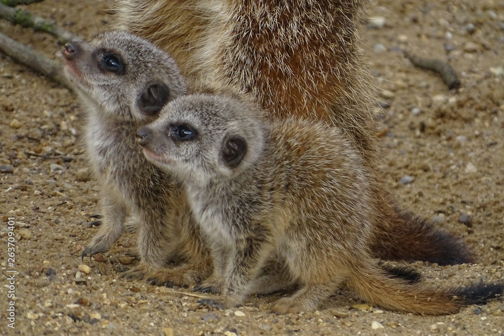 Fototapeta premium Cute baby meerkats at the zoo