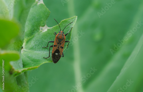 Closeup red insect on bitten green leaves in organic farm with blur background