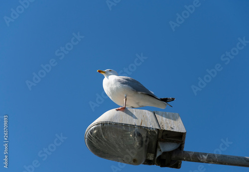 Seagull is a rest on a lamp post with her paw on the side