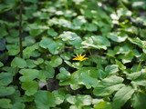 A lonely small yellow flower among green leaves and a creeping spider on a web