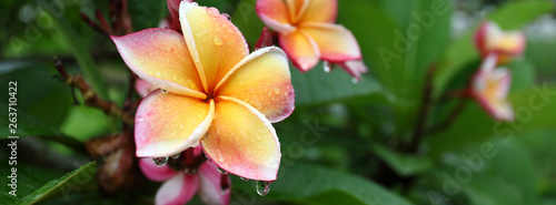 beautiful frangipani perfume flower with water rain drop on petal in rainy morning day