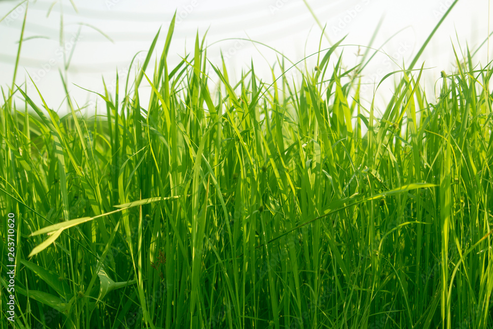 Green grass in eye level view for background or graphic design. Green grass in eye level view for background or graphic design.