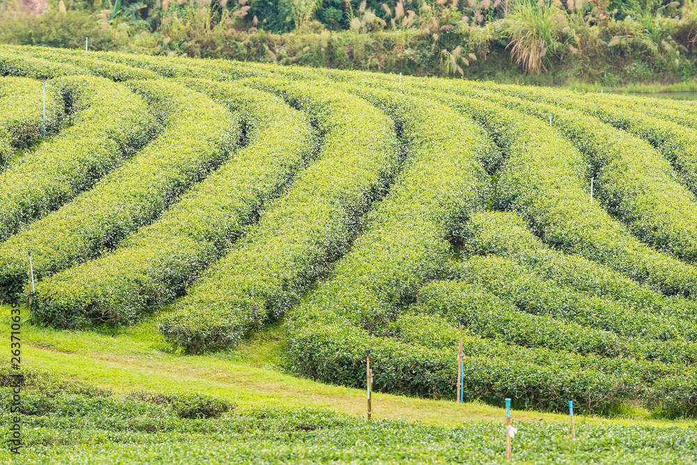 Landscape View at Tea Plantation in the morning on a Cloudy day.Thailand. Landscape View at Tea Plantation in the morning on a Cloudy day.Thailand.