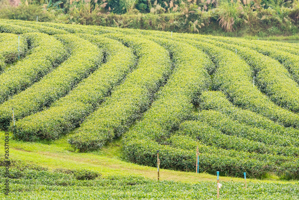 Landscape View at Tea Plantation in the morning on a Cloudy day.Thailand.