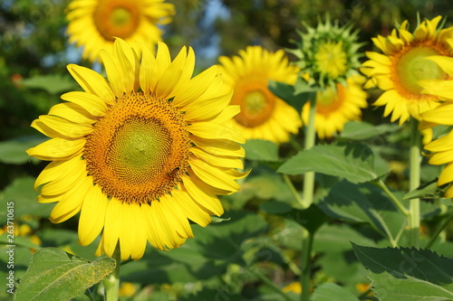 bee in sunflower garden