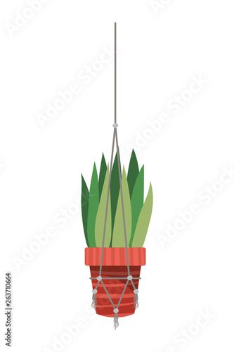 houseplant on macrame hangers icon