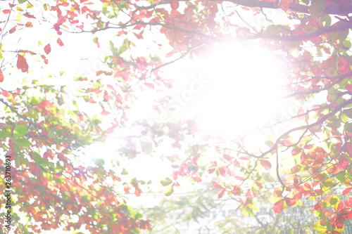 beautiful warm light of sun in autumn morning day  abstract blur bokeh in nature