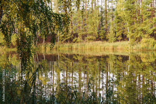 Green trees reflected in the forest lake