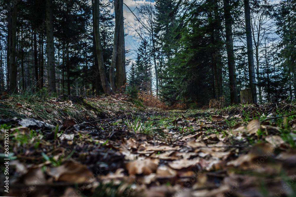 Landscape of the Polish forest in the mountains. Landscape of the Polish forest in the mountains.