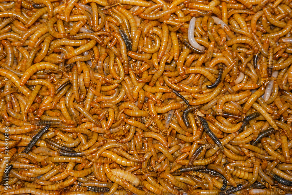 Background texture of dried mealworms