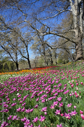 Wallpaper Mural Colorful spring in the park. Meadow of violet, yellow, red and white tulips surrounded by plane trees on a sunny spring day. Torontodigital.ca