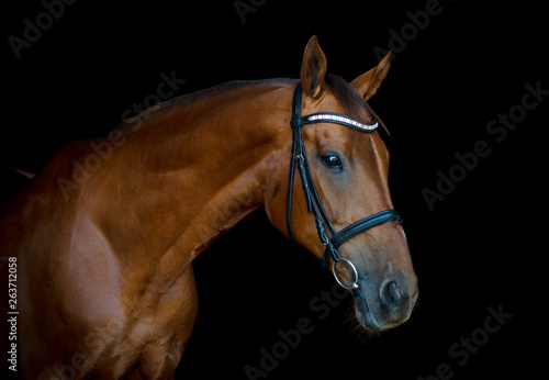 portrait of beautiful red horse isolated on black background