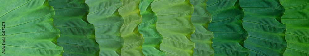 Skinali. Green tropical leaves. Eco concept. Jungle background. Big leaves of tropical plants. Skinali. Green tropical leaves. Eco concept. Jungle background. Big leaves of tropical plants.