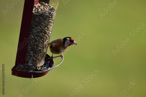Un chardonneret élégant au casse-croute