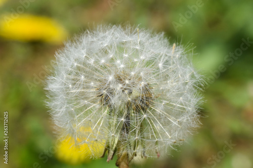 Dandelion  blowing ball. Bloomed dandelion seeds close up