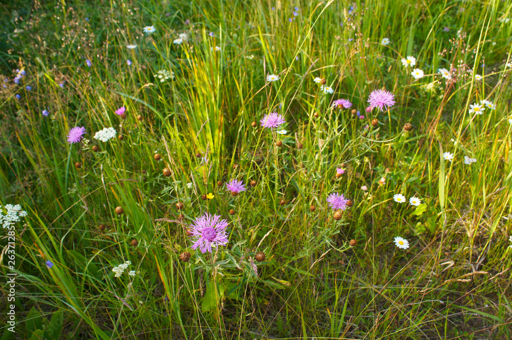 Fototapeta premium Meadow grass and wildflowers landscape