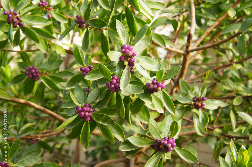 Obraz premium Daphne odora or winter daphne sweet amethyst shrub with purple berries