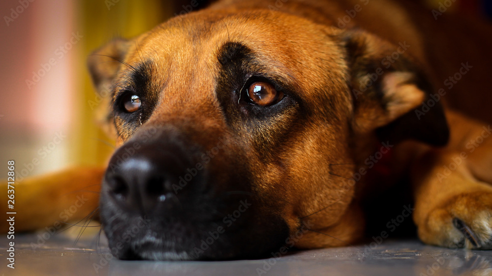 portrait of a dog, German shepherd, Human best friend, 