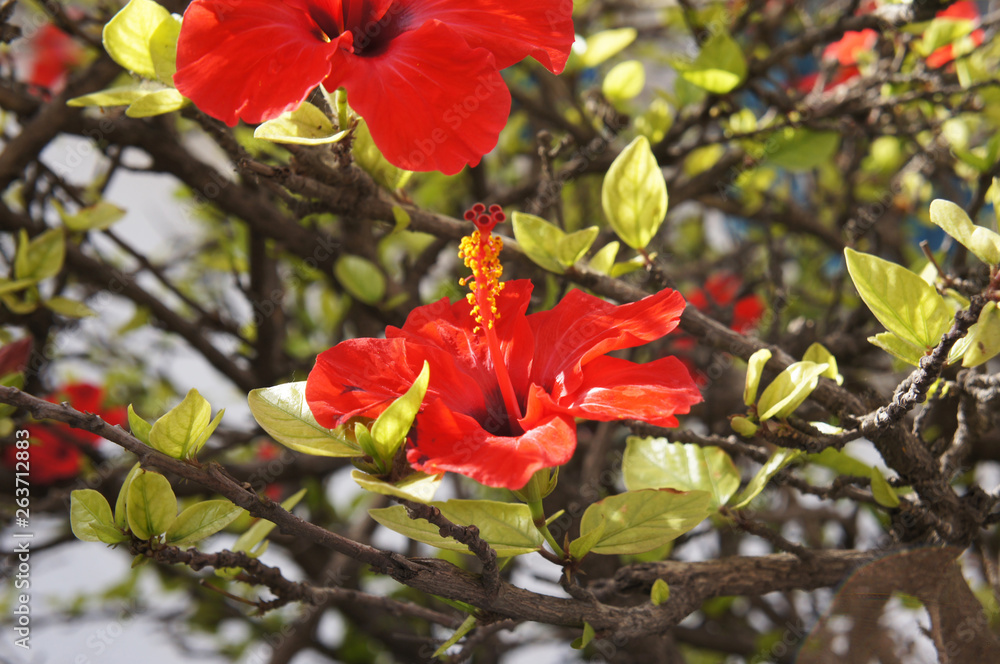 hibiscus rosa chinensis shrub with red flowers