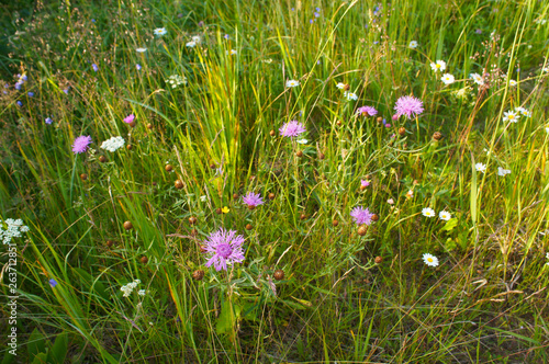 Meadow grass and wildflowers landscape