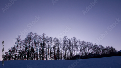 Larch Forest of Norikura plateau and evening - 乗鞍高原・夕照のカラマツ林