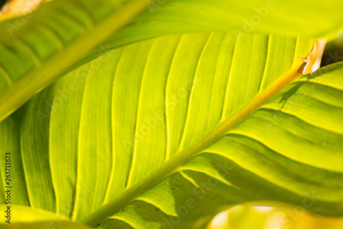 Sun light on green leaf.Background of a green leaf.