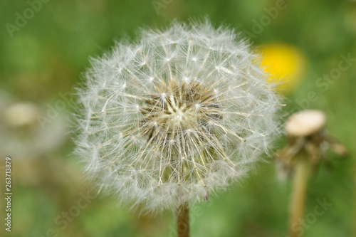 Fototapeta Naklejka Na Ścianę i Meble -  Dandelion, blowing ball. Bloomed dandelion seeds close up