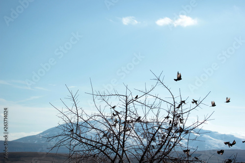 sparrows on a tree branch